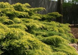 Juniperus media Pfitzeriana Aurea / Arany terülő boróka